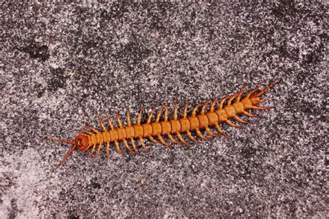 21 Chinese Red Headed Centipede Royalty Free Photos And Stock Images