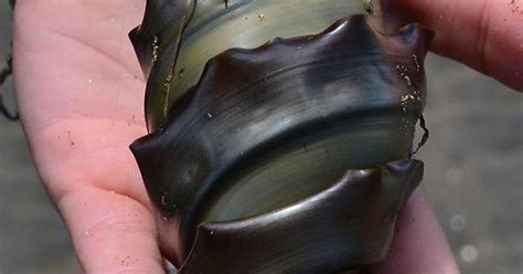 🔥Horn shark eggs are spiral shaped🔥 : NatureIsFuckingLit