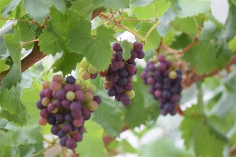 Grapevines Stock Photos Images And Backgrounds For Free Download