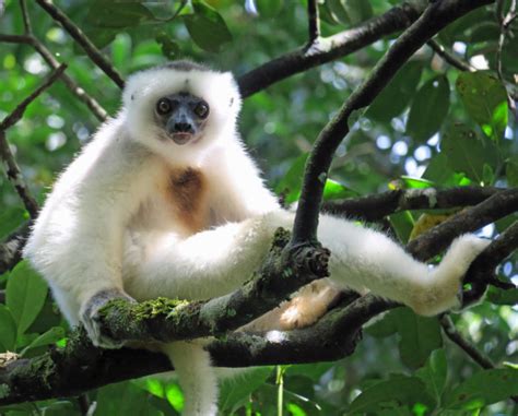 Silky Sifaka Adult Male_Erik Patel – Lemur Conservation Network