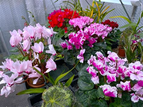 Cyclamen Flower Care Meaning And Uses