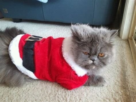 The 20 Cats Of Christmas Adorable Feline Festivities