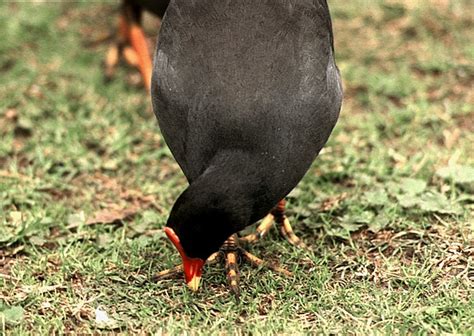 Gallinula Tenebrosa