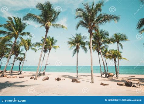 Landscape Of Coconut Palm Tree On Tropical Beach In Summer Stock Photo