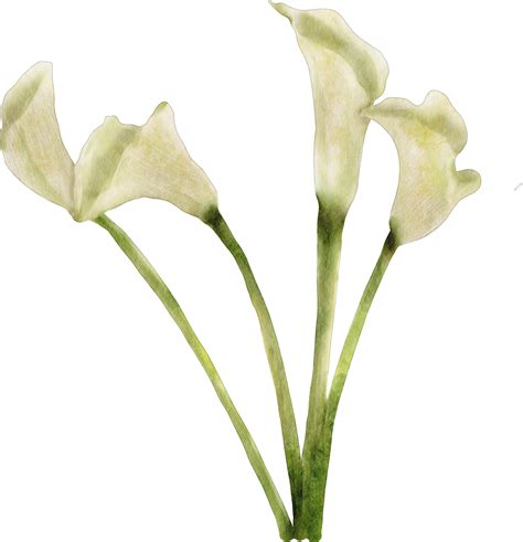 Watercolor Calla Lily Png