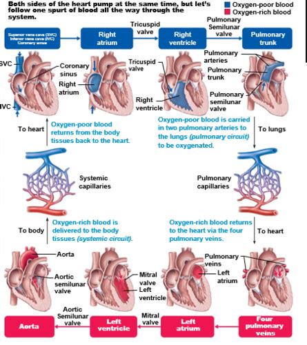 Cardiovascular System The Heart Flashcards Quizlet