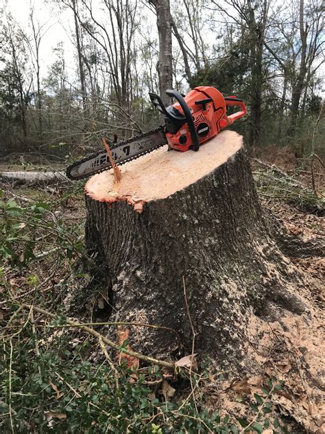 Tree Stump Removal Services In Milton FL From Southeast Land Clearing