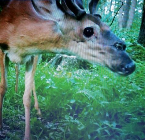 Watch Video Of Buck Deer With Odd Head In Southern Lancaster County