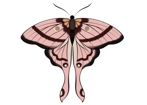 Pink Butterflies Hd Transparent Pink Butterfly Butterfly Pink