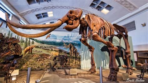 Woolly Mammoth Fossils Raise Red Flags on the Road to Extinction | KQED