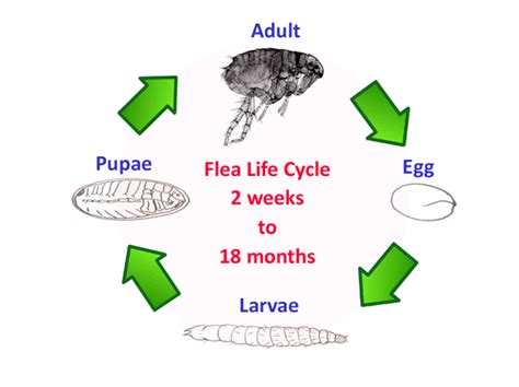 Cat Flea Life Cycle | WaspKill UK Bristol