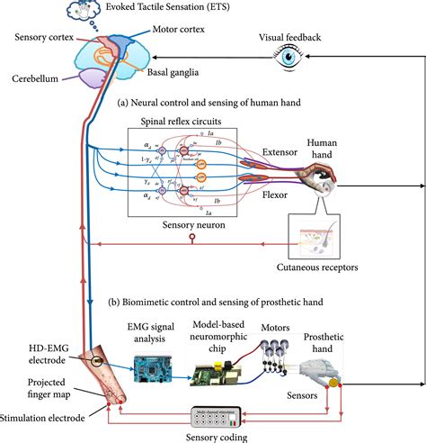 Next Generation Prosthetic Hand From Biomimetic To Biorealistic Research