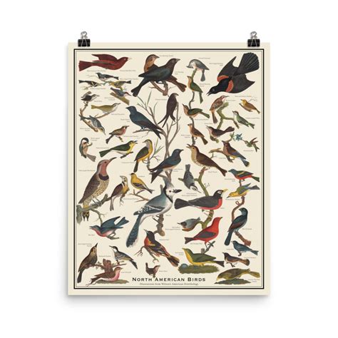 North American Birds Identification Poster 16×20 | Summer Weeds