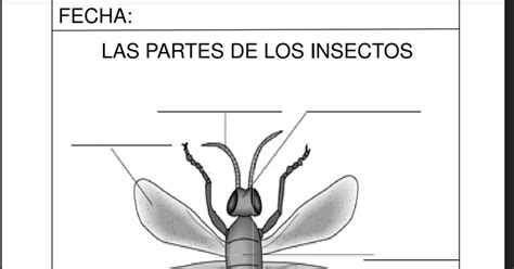 EL ARCO IRIS DE MI COLE ESCRIBE LAS PARTES DEL INSECTO