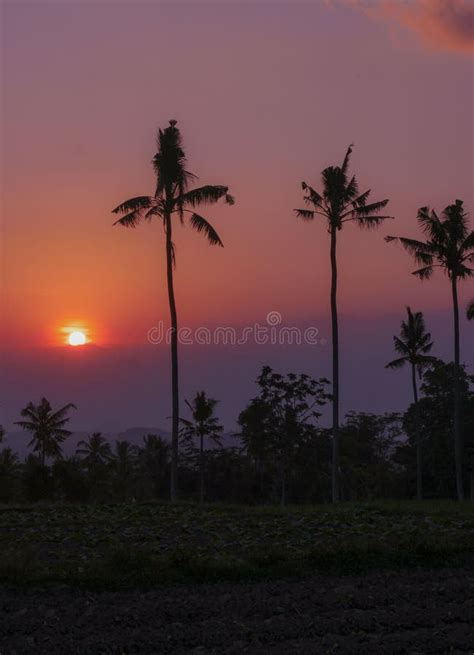 Silhouette of Palm Trees during Sunrise in Jember Stock Image - Image ...