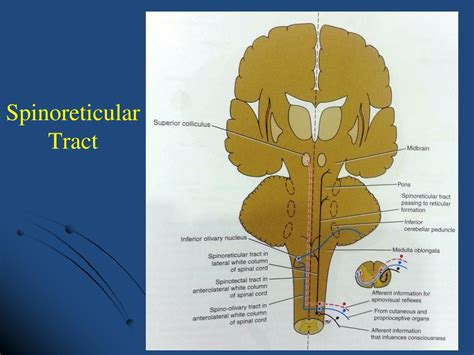 PPT - Spinal Cord Ascending Tracts PowerPoint Presentation, free ...