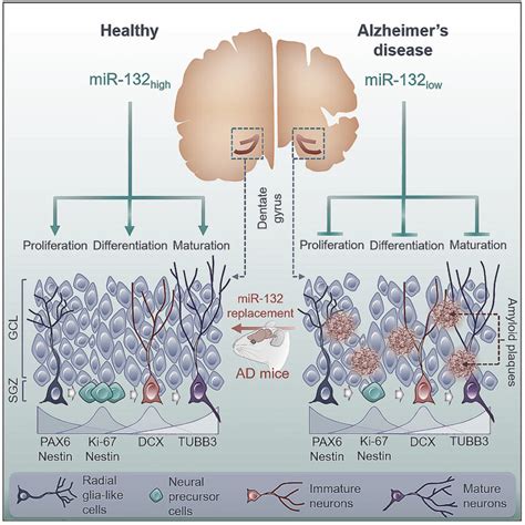 Alzheimer’s Deficits in Neurogenesis and Memory Lessened by Small Molecule - American Biotech News