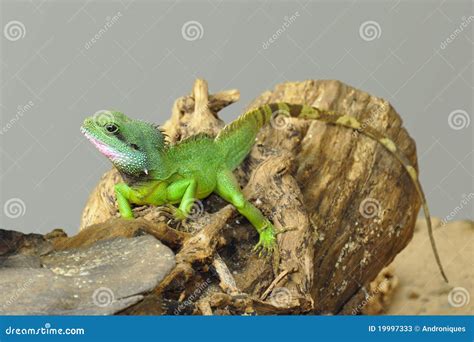 Small Green Lizard On Log Stock Image Image Of Close 19997333