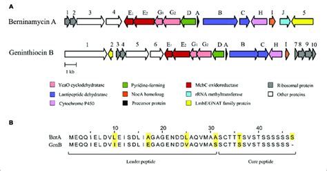 The Biosynthetic Gene Clusters For Berninamycin A And The Newly