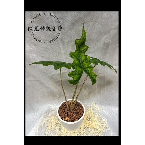 植楽所 傑克林觀音蓮3吋盆觀葉植物室內植物綠化植物 蝦皮購物