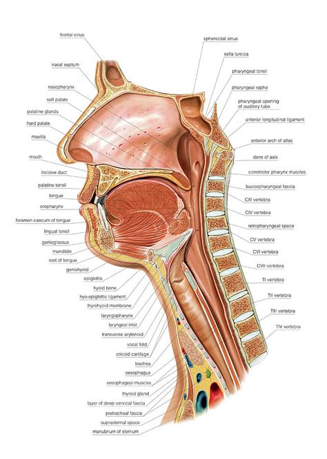 Pharynx Photograph By Asklepios Medical Atlas Pixels