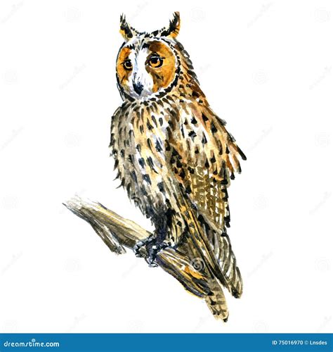 Boho Great Horned Owl Bird On Branch Isolated Watercolor Illustration