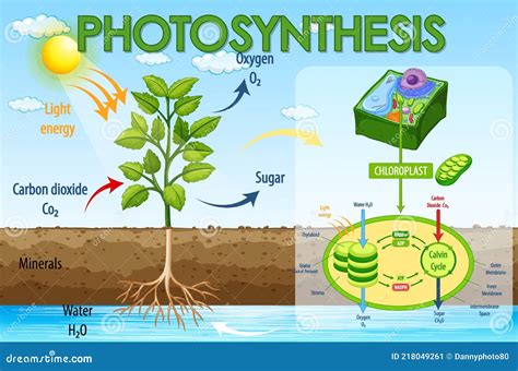 Diagramma Che Mostra Il Processo Di Fotosintesi Nelle Piante