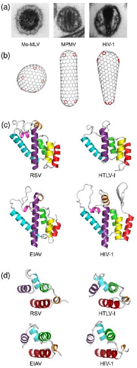 Figure 2 From Design Of In Vitro Symmetric Complexes And Analysis By