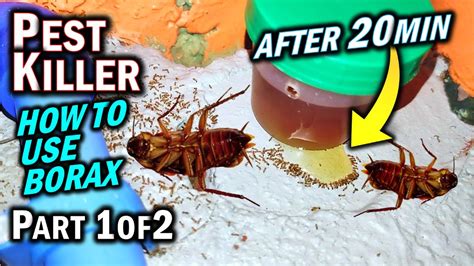 Is Borax Effective Vs Ants Roaches And Termites As A Pest Killer Part 1 Of 2 Youtube