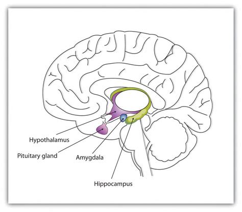 memory activities # | Limbic system, Brain age, Brain diagram
