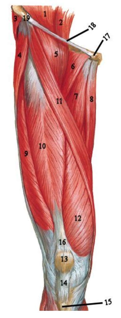 Muscles Of Lower Extremity Anterior Diagram Quizlet