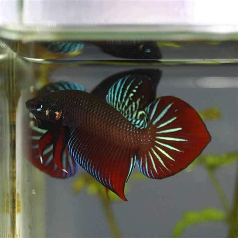 Betta Splendens – Franks Bettas