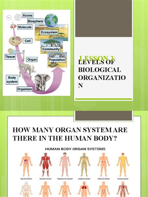 Levels of Biological Organization | PDF