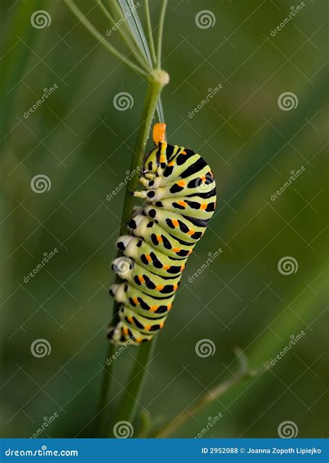 Papilio machaon larva stock photo. Image of wing, closeup - 2952088