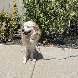 Vacaville CA Brittany Australian Shepherd Meet Cannoli A Pet For