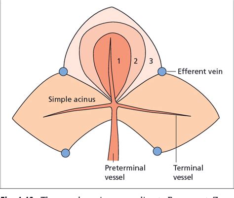 Figure 110 From Sherlocks Diseases Of The Liver And Biliary System