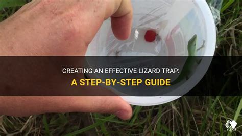 Creating An Effective Lizard Trap: A Step-By-Step Guide | PetShun