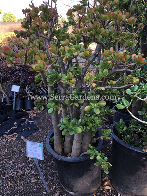 Crassula ovata - Cacti.com