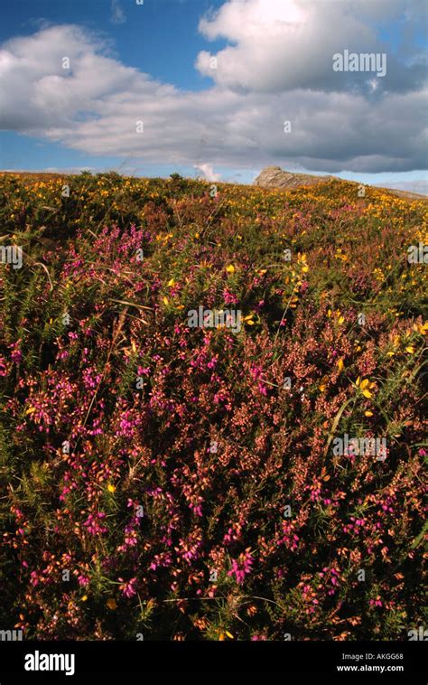 Heather And Gorse Below Haytor Dartmoor Devon Uk Stock Photo Alamy