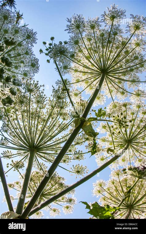 Giant Hogweed Heracleum Mantegazzianum Flower Fotos Und Bildmaterial