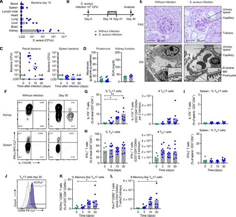 Pathogen Induced Tissue Resident Memory Th17 Trm17 Cells Amplify