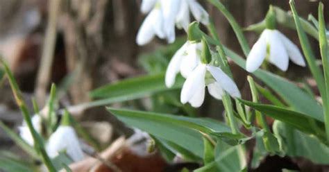 Snowdrop Flower: Info and Care - WhenYouGarden.com