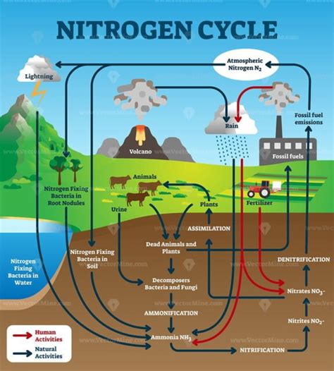 Nitrogen cycle vector illustration - VectorMine 