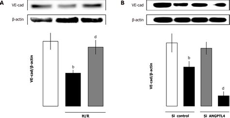 Recombinant Angiopoietin Like Protein Attenuates Intestinal Barrier