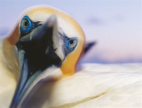 Gannets New Zealand Geographic