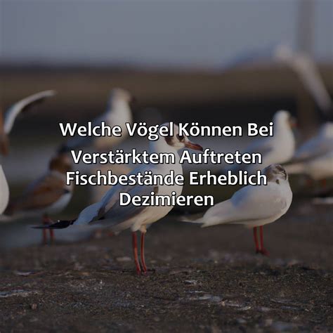 Welche Vögel Können Bei Verstärktem Auftreten Fischbestände Erheblich