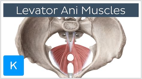 Levator Ani Muscle Origin Insertion And Function Human Anatomy