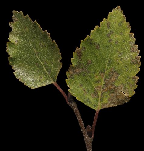 Betula Minor Dwarf Birch Atlas Image Categories Northern Forest Atlas