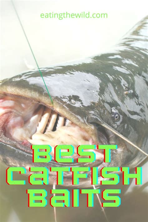 Know The Baits To Land Giant Catfish In 2021 Best Catfish Bait