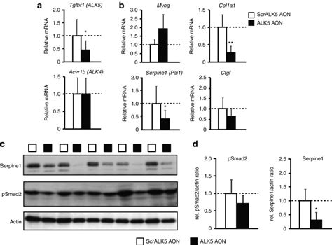 Effect Of Alk Antisense Oligonucleotides Aons After Intramuscular